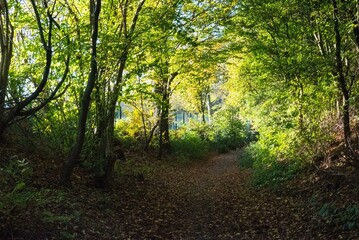 Fototapeta premium Nature--.