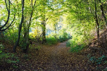 Obraz premium Nature--.