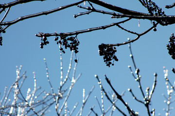 trees under the ice