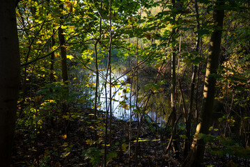 Obraz premium Nature--.