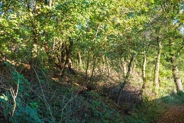 Obraz premium trees in the park