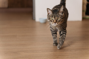 Focused domestic tabby cat walks towards camera