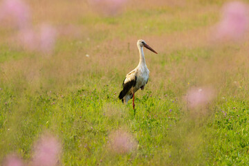 White stork standing on one leg behind blooming Fireweed on a late summer evening in rural Estonia, Northern Europe