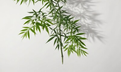 Bamboo leaf on a white background with subtle shadow, foliage, white, texture