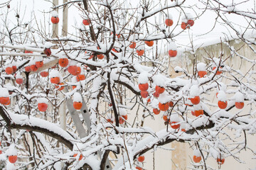 persimmon tree in snow