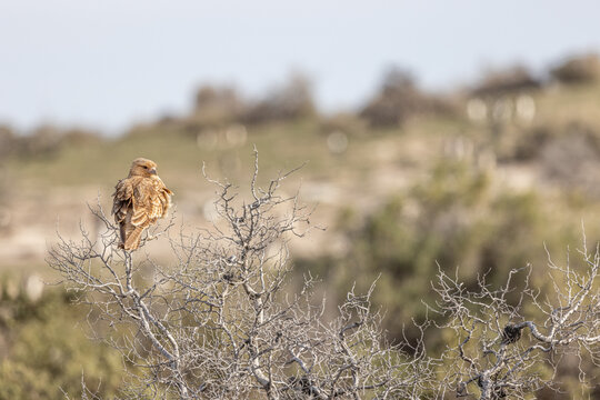 Patagonia - caracara chimango