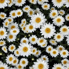 Fototapeta premium Delicate white chrysanthemum buds scattered on a dark black background, background, whites, small