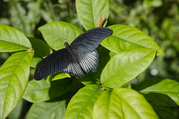 tropical black butterfly