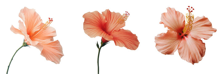 Set of hibiscus flower isolated on transparent background