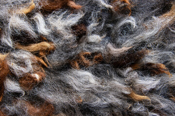 Closeup of natural alpaca wool fleece in shades of brown, gray, and white. Detailed texture of mixed color fibers. Sustainable resources, felting craftsmanship, design, warmth concept.  © Dina