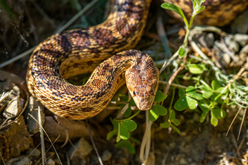 Close-up of Pacific gopher snake (Pituophis catenifer catenifer) in the forest. 