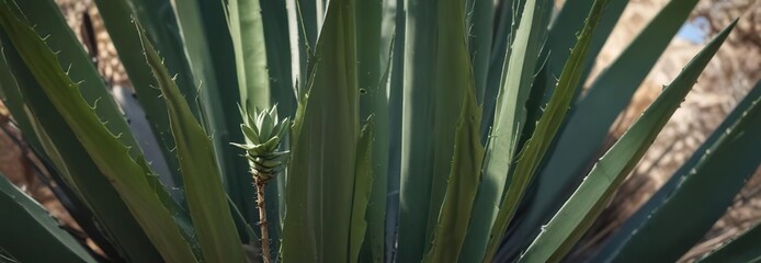 Long slender stem emerging from center of agave plant, photosynthetic process , agave flower stem