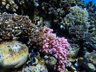Rasp coral or cauliflower coral, knob-horned coral (Pocillopora verrucosa) undersea, Red Sea,...