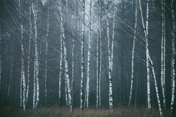 Dark forest covered with fog
