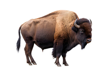 Full shot of a majestic bison isolated on transparent background