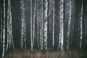 Fototapeta premium Dark forest covered with fog 
