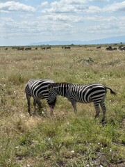Obraz premium Zebras 