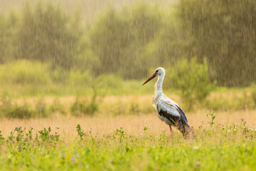 Fototapeta premium A lonely White stork standing on one leg on a rainy evening in rural Estonia, Northern Europe