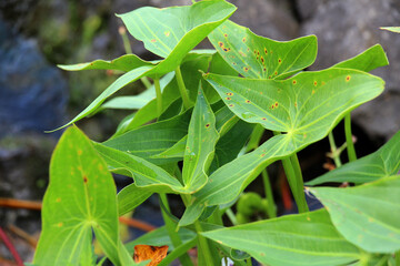 Obraz premium Sagittaria sagittifolia grows in water with a slow flow