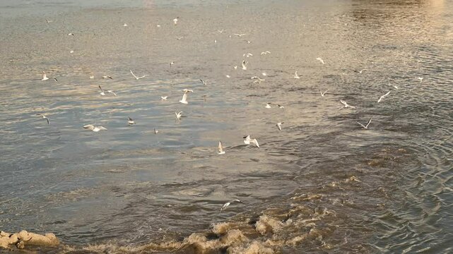 Flock of seagulls at sewage outfall on Danube river, 4K