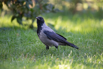 crow on the grass