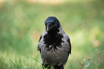 Fototapeta premium crow on the ground