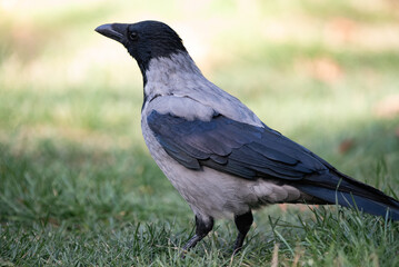 Fototapeta premium crow on the ground