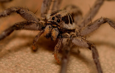 wolf spider stalking its prey