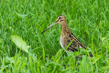 A stocky wader, the Common snipe standing on grass on a late summer day in rural Estonia, Northern Europe