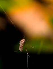 mosquito caught in a spider web