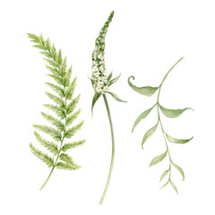 Wild herbs watercolor illustration hand drawn and isolated from the background.