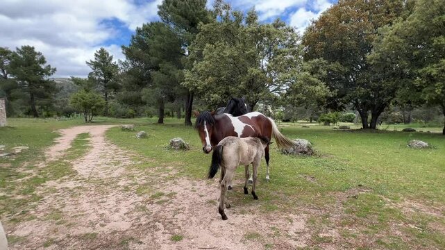 Llegua con potrillo en el campo. Caballos en la naturaleza