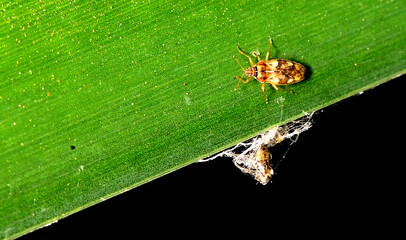 small bedbug resting on a leaf