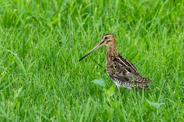 A stocky wader, the Common snipe standing on grass on a late summer day in rural Estonia, Northern Europe