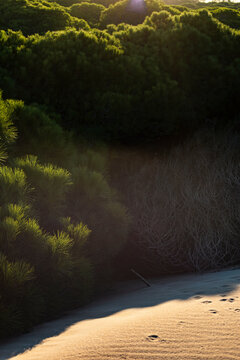 Pine trees bordering sand dune