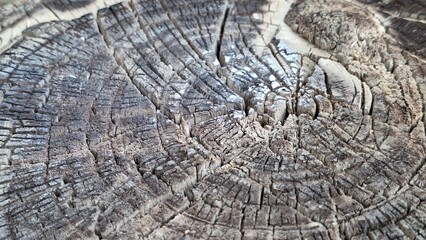 The texture of a tree stump with countless cracks and lines