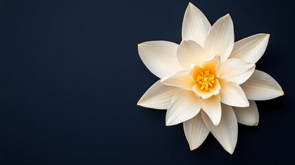 Obraz premium White Lotus Flower on Dark Background