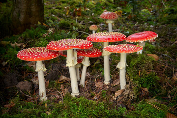 Fliegenpilze (Amanita muscaria) - dicht stehende Gruppe im moosigen Wald im Herbst in Deutschland