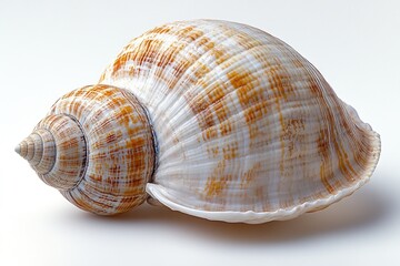 Obraz premium A close-up of a shell on a white background