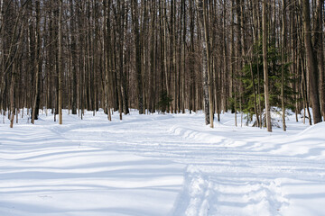Fototapeta premium A serene winter forest with a snow-covered path winding through tall trees. The sunlight filters through the branches, creating a tranquil and picturesque scene.