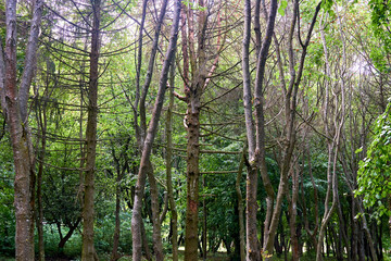 Forest thicket with deciduous dried trees