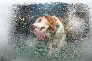 Portrait English Springer Spaniel dog sitting by a window and licking it celebrating christmas...