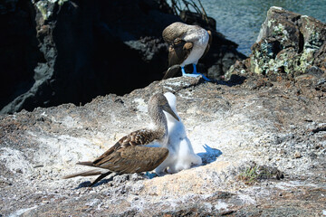 Blue-Footed Boobies in their Nest with their baby on Isla Isabela on Galapagos Archipelago, Ecuador