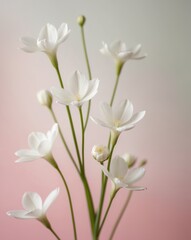 Beautiful white flowers with pink background