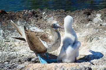Blue-Footed Boobies in their Nest with their baby on Isla Isabela on Galapagos Archipelago, Ecuador