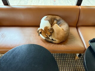 portrait of a dog lying on couch sofa of dog-friendly cafe, looking outside of the window	