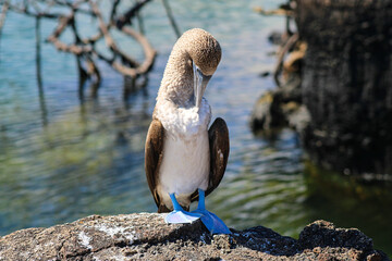 Blue-Footed Boobies in their Nest with their baby on Isla Isabela on Galapagos Archipelago, Ecuador