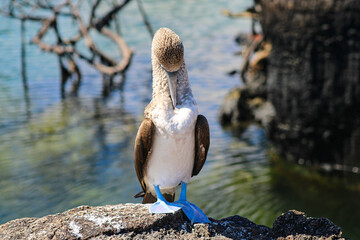 Blue-Footed Boobies in their Nest with their baby on Isla Isabela on Galapagos Archipelago, Ecuador