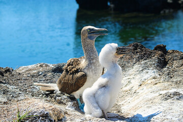 Blue-Footed Boobies in their Nest with their baby on Isla Isabela on Galapagos Archipelago, Ecuador