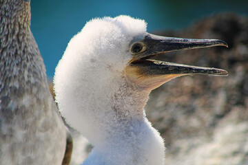 Blue-Footed Boobies in their Nest with their baby on Isla Isabela on Galapagos Archipelago, Ecuador